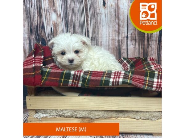 Maltese DOG Male White 17553 Petland Fairfield, Ohio