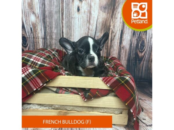 French Bulldog-DOG-Female-Brindle-17544-Petland Fairfield, Ohio