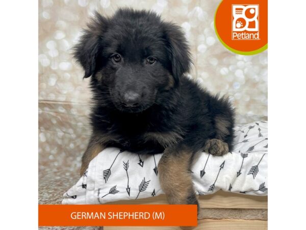 German Shepherd Dog DOG Male Black / Red 17564 Petland Fairfield, Ohio