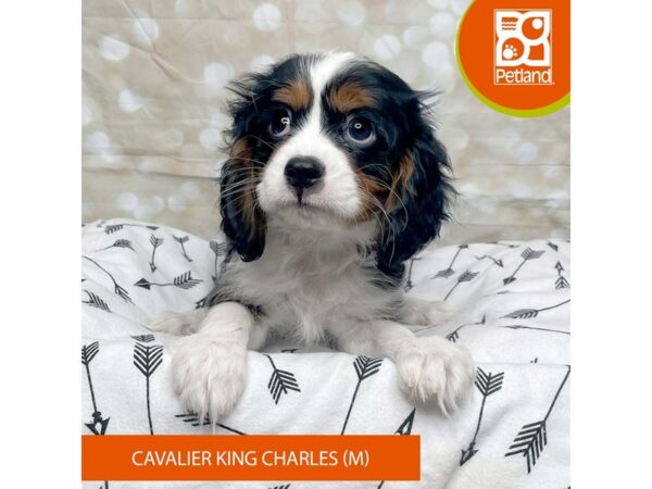 Cavalier King Charles Spaniel DOG Male Tri-Colored 17563 Petland Fairfield, Ohio