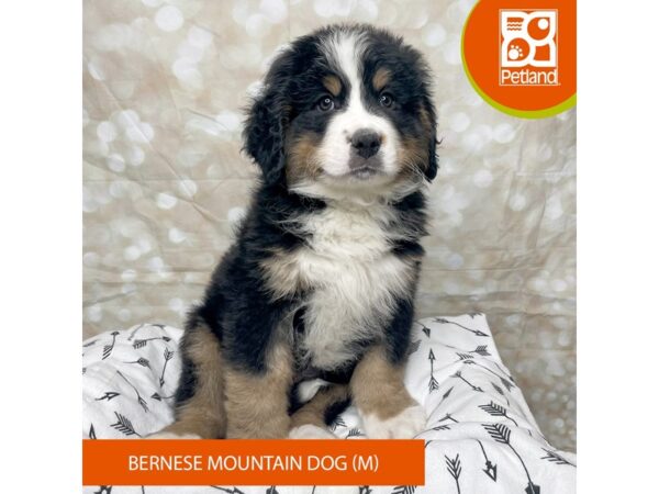 Bernese Mountain Dog DOG Male Tri-Colored 17562 Petland Fairfield, Ohio