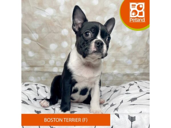 Boston Terrier DOG Female Black / White 17561 Petland Fairfield, Ohio