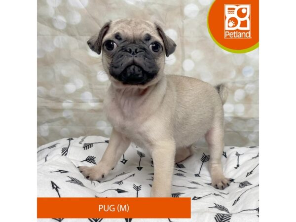 Pug DOG Male Fawn 17560 Petland Fairfield, Ohio