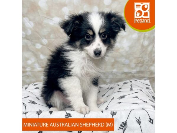 Miniature Australian Shepherd DOG Male Black White / Tan 17559 Petland Fairfield, Ohio