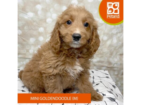 F1 B Mini Goldendoodle-DOG-Male-Red-17558-Petland Fairfield, Ohio