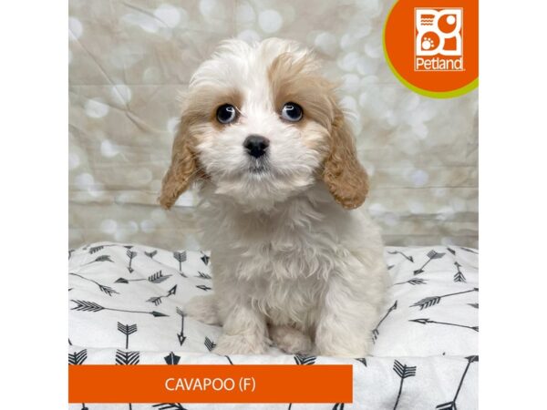 Cavapoo DOG Female Red Parti 17557 Petland Fairfield, Ohio