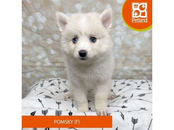 Pomsky DOG Female Cream 17556 Petland Fairfield, Ohio