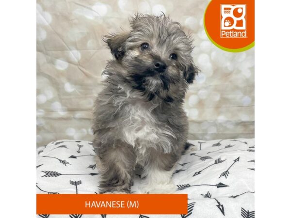 Havanese DOG Male Tri-Colored 17555 Petland Fairfield, Ohio