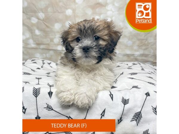 Teddy Bear DOG Female Tri-Colored 17554 Petland Fairfield, Ohio