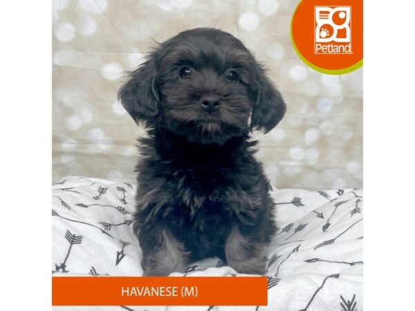 Havanese DOG Male Black 17574 Petland Fairfield, Ohio