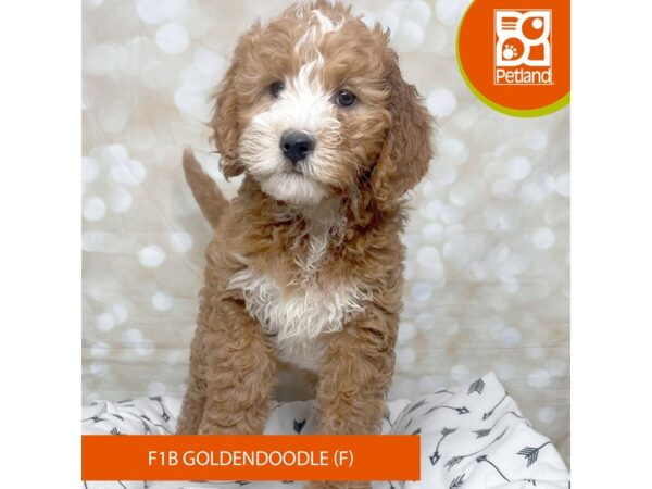 Mini Goldendoodle F1B DOG Female red and white 17573 Petland Fairfield, Ohio