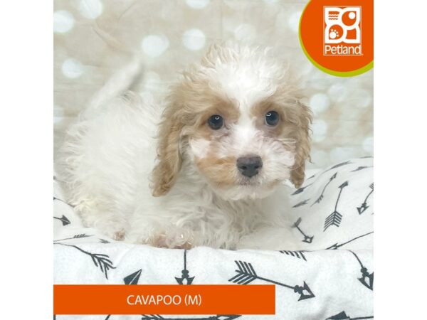 Poodle/Cavalier King Charles Spaniel DOG Male White 17571 Petland Fairfield, Ohio