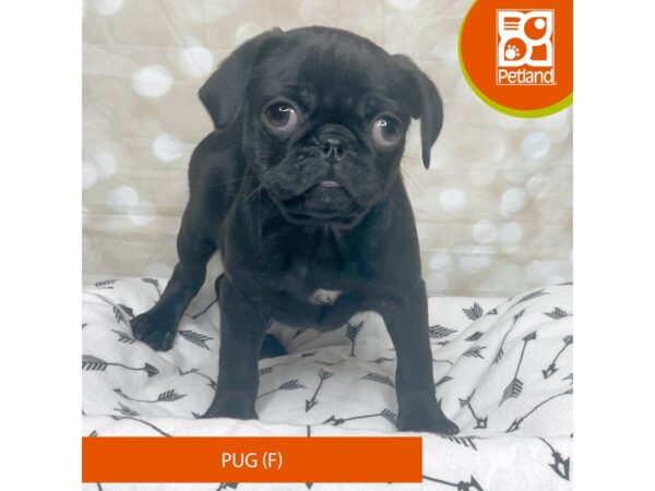 Pug DOG Female Black 17570 Petland Fairfield, Ohio