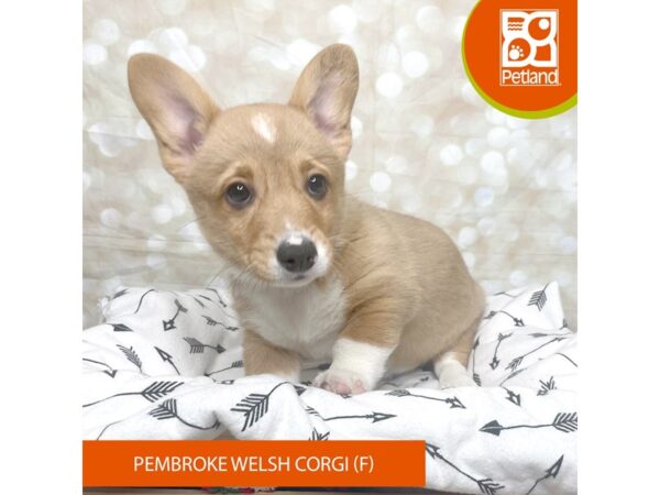 Pembroke Welsh Corgi DOG Female Sable / White 17569 Petland Fairfield, Ohio