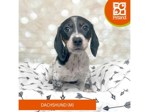 Dachshund-DOG-Male-Black / Tan-17567-Petland Fairfield, Ohio