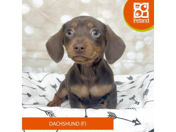 Dachshund DOG Female Chocolate / Tan 17568 Petland Fairfield, Ohio