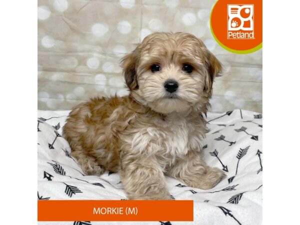 Morkie DOG Male Brown 17580 Petland Fairfield, Ohio