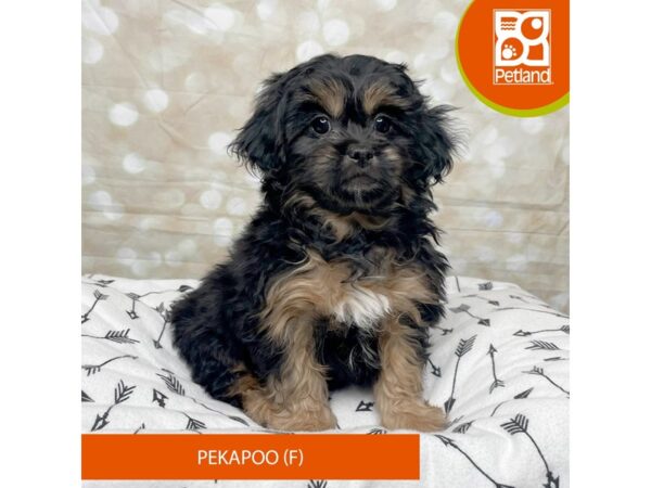 Pekapoo DOG Female Black/Tan 17579 Petland Fairfield, Ohio