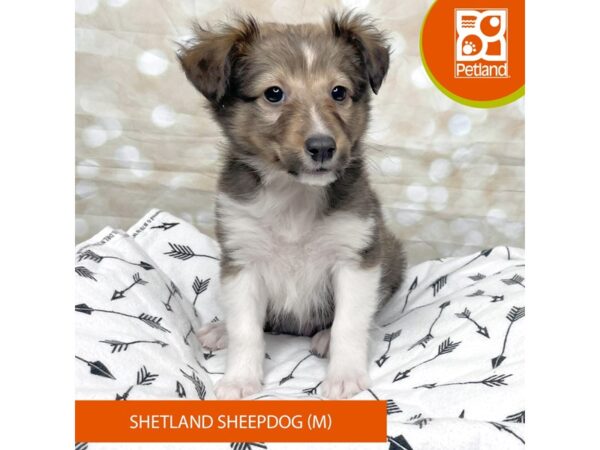 Shetland Sheepdog DOG Male Sable / White 17576 Petland Fairfield, Ohio