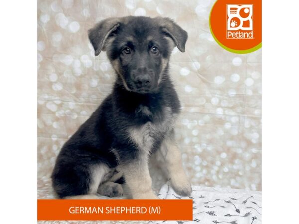 German Shepherd Dog DOG Male Black / Silver 17585 Petland Fairfield, Ohio