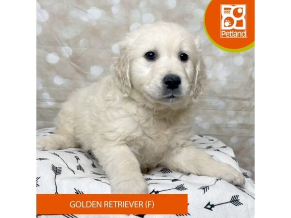 Golden Retriever DOG Female Cream 17584 Petland Fairfield, Ohio