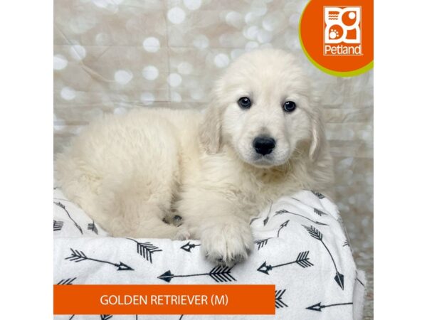 Golden Retriever DOG Male Light Golden 17583 Petland Fairfield, Ohio