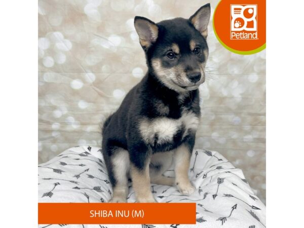 Shiba Inu DOG Male Black 17582 Petland Fairfield, Ohio