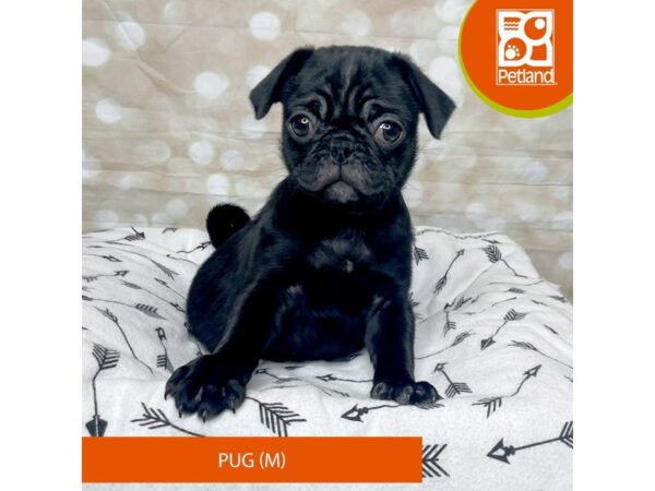 Pug DOG Male Fawn 17581 Petland Fairfield, Ohio