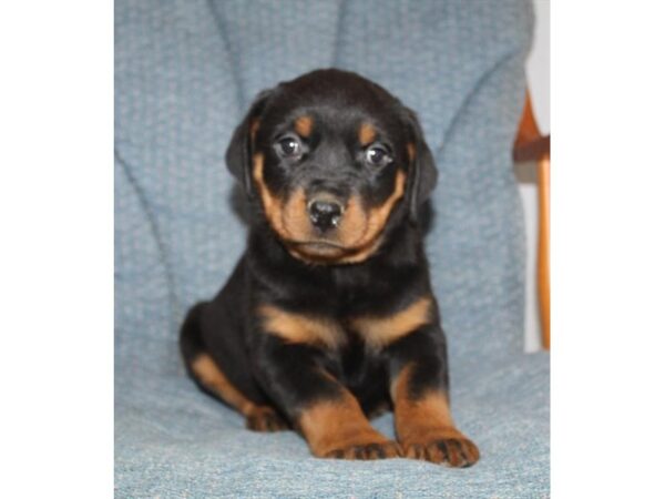 Rottweiler DOG Female Black / Tan 17596 Petland Fairfield, Ohio