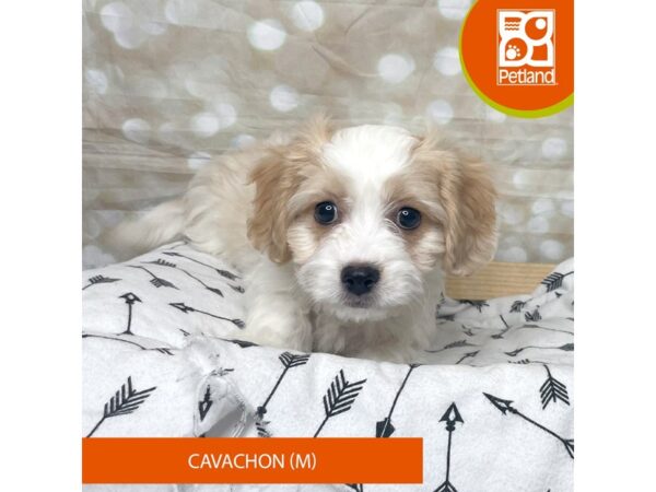 Cavachon DOG Male Blenheim 17592 Petland Fairfield, Ohio