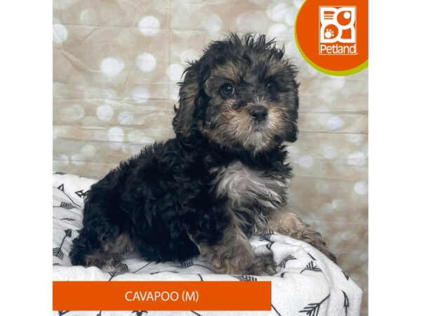 Cavapoo DOG Male Black and Tan 17590 Petland Fairfield, Ohio