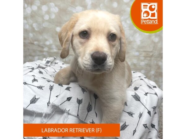 Labrador Retriever DOG Female Yellow 17589 Petland Fairfield, Ohio