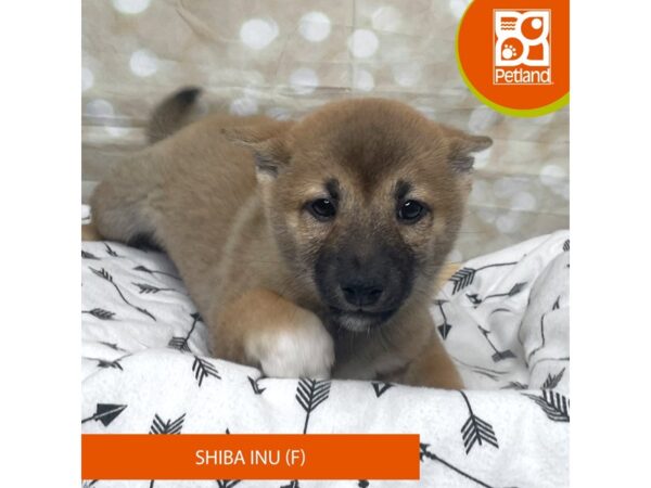 Shiba Inu DOG Female Red Sesame 17588 Petland Fairfield, Ohio