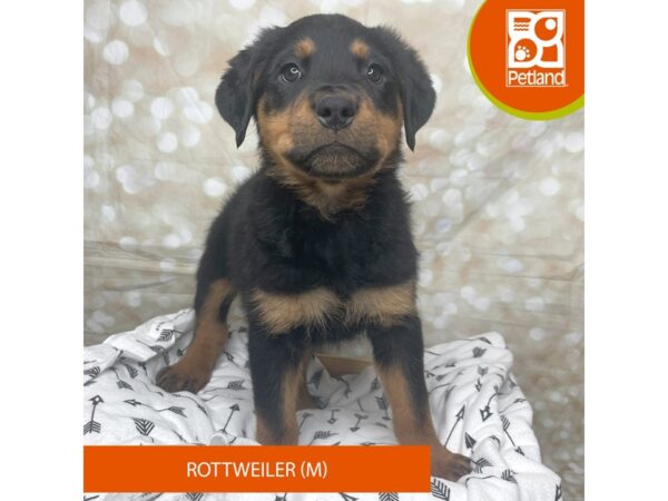 Rottweiler-DOG-Male-Black / Tan-17587-Petland Fairfield, Ohio