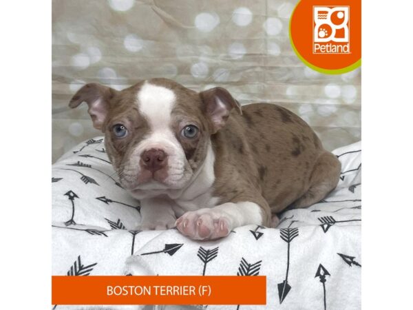 Boston Terrier DOG Female Seal 17586 Petland Fairfield, Ohio