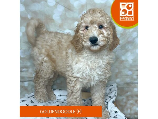 Goldendoodle-DOG-Female-Golden-17599-Petland Fairfield, Ohio