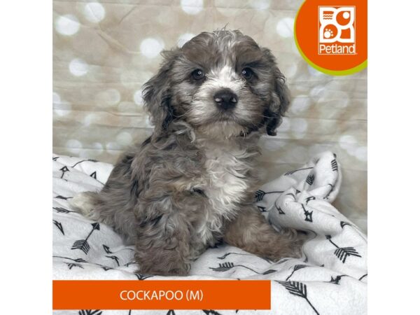 Cockapoo-DOG-Male-Blue Merle-17593-Petland Fairfield, Ohio