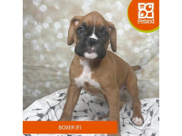 Boxer DOG Female Fawn 17594 Petland Fairfield, Ohio