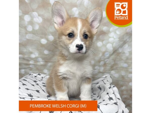 Pembroke Welsh Corgi DOG Male Red / White 17598 Petland Fairfield, Ohio