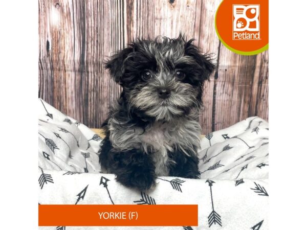 Yorkie-DOG-Female-Blue Merle-17605-Petland Fairfield, Ohio