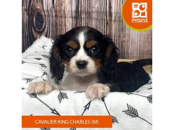 Cavalier King Charles Spaniel DOG Male Black Tan / White 17603 Petland Fairfield, Ohio