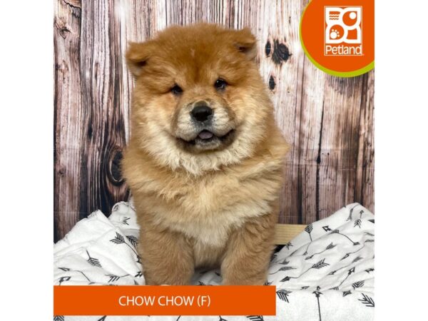 Chow Chow DOG Female Red 17601 Petland Fairfield, Ohio