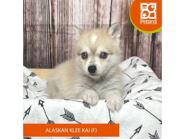 Alaskan Klee Kai DOG Female Cream 17600 Petland Fairfield, Ohio