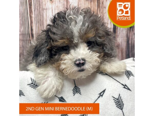 Bernedoodle Mini 2nd Gen DOG Male Blue Merle / Tan 17602 Petland Fairfield, Ohio