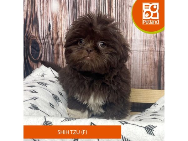 Shih Tzu DOG Female Brown 17609 Petland Fairfield, Ohio