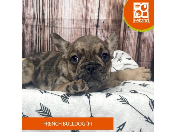 French Bulldog-DOG-Female-Merle-17608-Petland Fairfield, Ohio