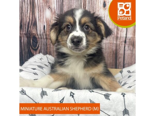 Miniature Australian Shepherd DOG Male Black White / Tan 17607 Petland Fairfield, Ohio