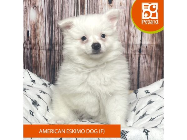 American Eskimo Dog-DOG-Female-White-17606-Petland Fairfield, Ohio