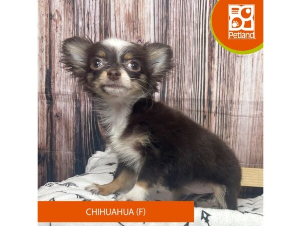 Chihuahua DOG Female Chocolate 17610 Petland Fairfield, Ohio