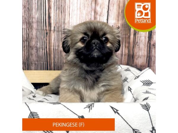 Pekingese DOG Female Red Sable 17619 Petland Fairfield, Ohio